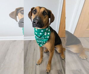 Mutt Dogs for adoption in Rockaway, NJ, USA