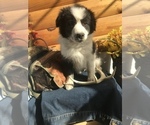 Small Photo #5 Border Collie Puppy For Sale in PINE CITY, NY, USA