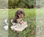 Small #3 Dachshund