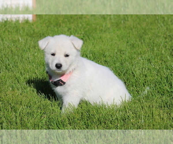 Medium Photo #2 German Shepherd Dog Puppy For Sale in ELOY, AZ, USA