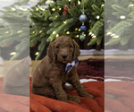 Small Photo #20 Poodle (Standard) Puppy For Sale in VICTOR, NY, USA