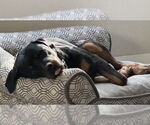 Small #5 Rottweiler