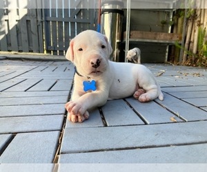 Dogo Argentino Puppy for sale in NAPLES, FL, USA