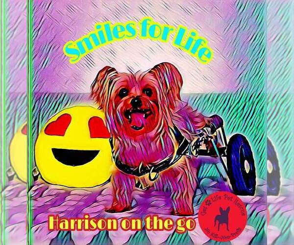 Medium Photo #2 Mutt Puppy For Sale in Plantation, FL, USA