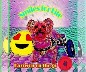Harrison on Wheels - Male Mutt Dog for Adoption - Photo #2