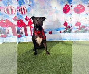 Mutt Dogs for adoption in Pompano Beach , FL, USA