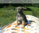 Small #5 German Shepherd Dog