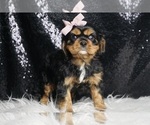Small #6 Cavalier King Charles Spaniel