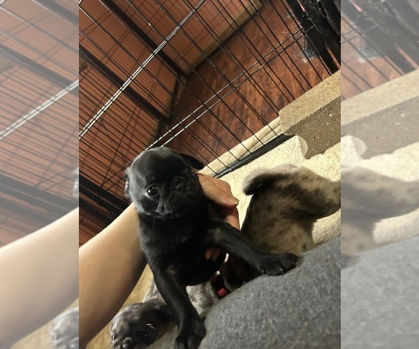 Medium Photo #6 Pug Puppy For Sale in BLOOMINGTON, IL, USA