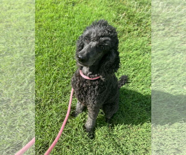 Medium Photo #6 Poodle (Standard) Puppy For Sale in Pacolet, SC, USA