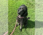 Small #5 Poodle (Standard)