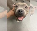 Small American Staffordshire Terrier Mix