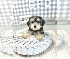Yo-Chon Puppy for sale in MARIETTA, GA, USA