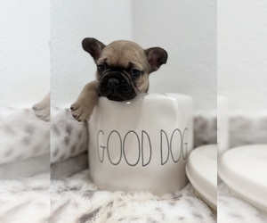 French Bulldog Puppy for sale in OJAI, CA, USA