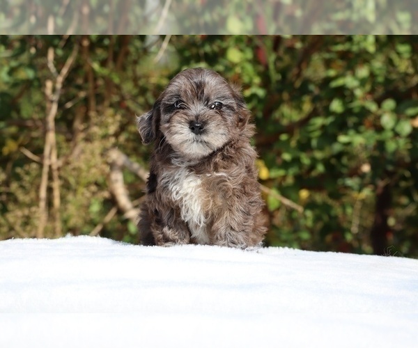 Medium Photo #12 ShihPoo Puppy For Sale in DYERSBURG, TN, USA