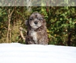 Small #11 ShihPoo
