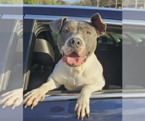 Mutt Dogs for adoption in Decatur, GA, USA