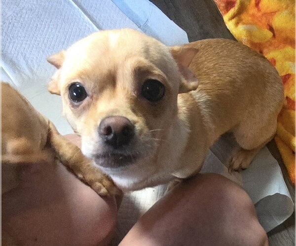 Medium Photo #2 Chiranian Puppy For Sale in Pottstown, PA, USA