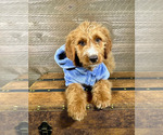 Small Photo #13 Goldendoodle Puppy For Sale in OCALA, FL, USA