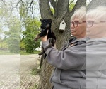 Small #8 German Shepherd Dog