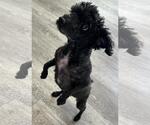Small #7 Poodle (Miniature) Mix