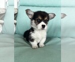 Puppy Puppy 2 Pembroke Welsh Corgi