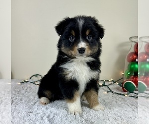 Miniature Australian Shepherd Puppy for sale in GREENFIELD, IN, USA