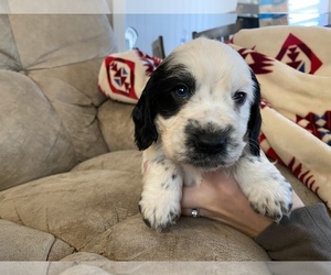 English Cocker Spaniel Puppy for sale in OREGON CITY, OR, USA