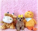 Small #4 Poodle (Toy)