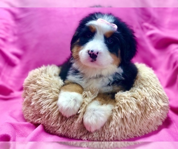 Medium Photo #2 Bernese Mountain Dog Puppy For Sale in DUNDEE, OH, USA