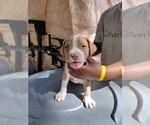 Small Photo #7 American Pit Bull Terrier Puppy For Sale in BALTIMORE, MD, USA