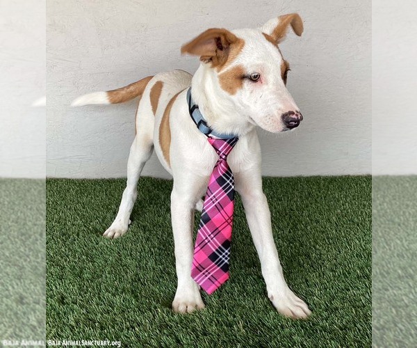 Medium Photo #5 Jack Russell Terrier-Unknown Mix Puppy For Sale in San Diego, CA, USA