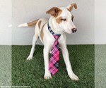 Small #4 Jack Russell Terrier Mix