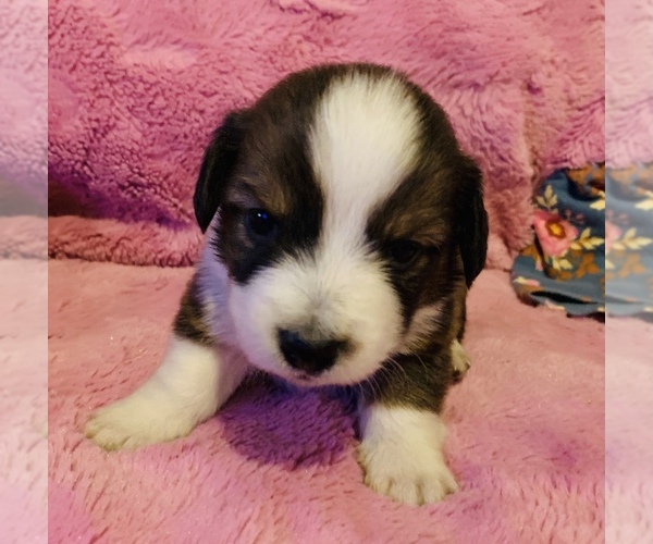 Medium Photo #17 Dorgi Puppy For Sale in HURST, IL, USA