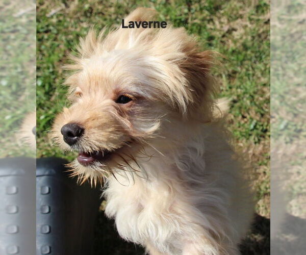 Medium Photo #3 Poocan Puppy For Sale in Aurora, IN, USA