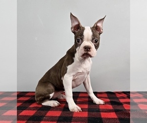 Boston Terrier Puppy for sale in FRANKLIN, IN, USA