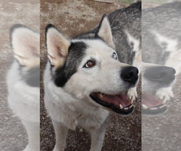 Medium Photo #2 Siberian Husky Puppy For Sale in Cedar Crest, NM, USA