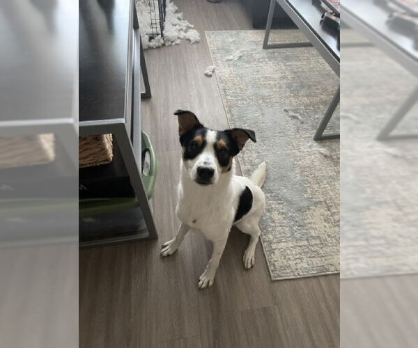 Medium Photo #1 Mutt Puppy For Sale in San Antonio, TX, USA