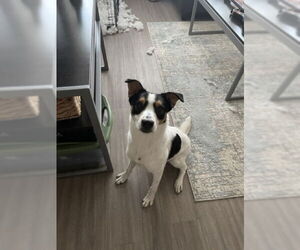 Mutt Dogs for adoption in San Antonio, TX, USA