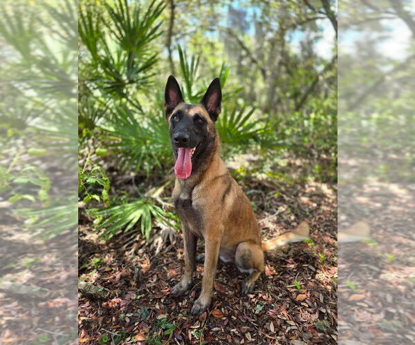 Medium Photo #5 Mutt Puppy For Sale in Imlay City, MI, USA