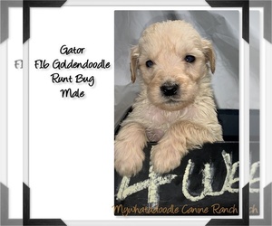 Goldendoodle Puppy for sale in LAWTON, KS, USA