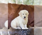 Small Photo #12 Golden Retriever Puppy For Sale in WESLEY CHAPEL, FL, USA