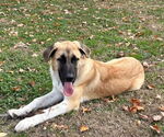 Small Anatolian Shepherd-Great Pyrenees Mix