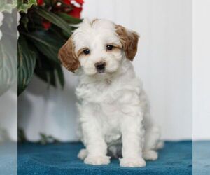 Cavapoo Puppy for Sale in EAST EARL, Pennsylvania USA