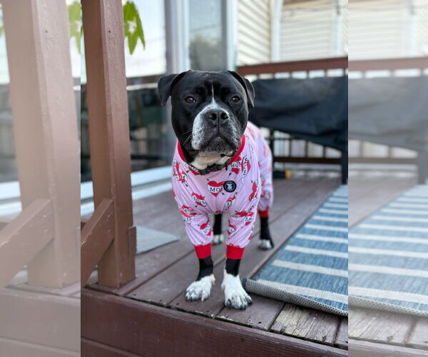 Medium Photo #4 Mutt Puppy For Sale in Crete, IL, USA