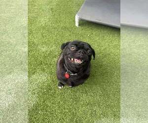 Pug-Unknown Mix Dogs for adoption in Tempe , AZ, USA