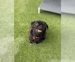 Small Pug Mix