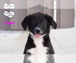 Labrenees Dogs for adoption in Lee's Summit, MO, USA