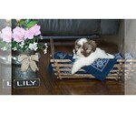 Small Photo #10 Shih Tzu Puppy For Sale in CLARE, MI, USA