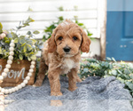 Puppy Calli Goldendoodle (Miniature)